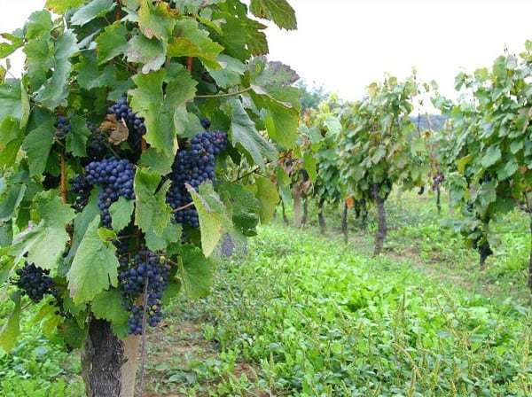 vinogradi