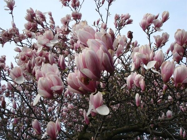 magnolije