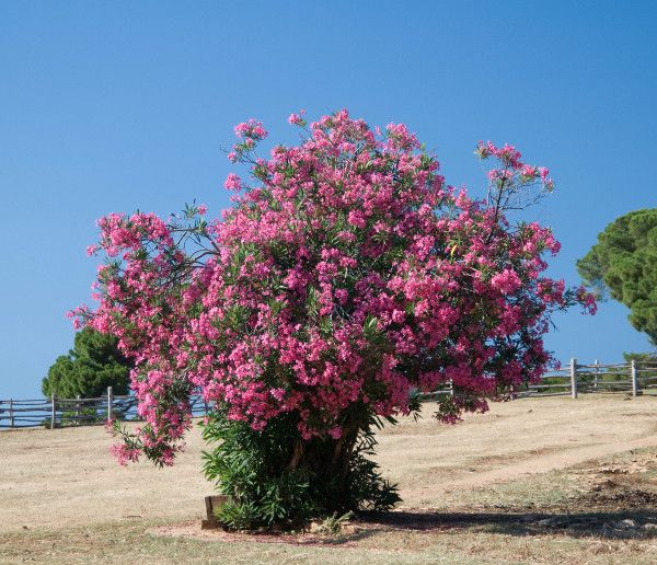 oleander