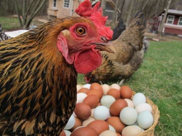 hens