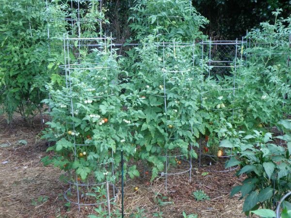 Husky Cherry Red plants - 3
