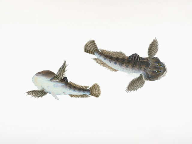 Krkuša, mrenica ili grundl