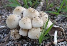 Zelenjača, uvjetno jestiva gljiva