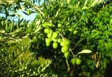 Oblica – kraljica koja je svrgnuta s trona