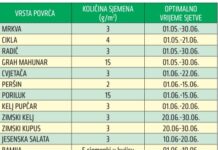 Povrtnjak početkom ljeta